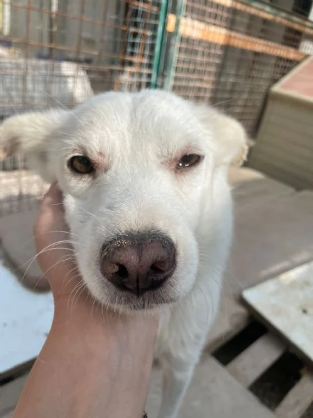 CHI ADOTTA QUESTO DOLCE PICCINO | Foto 1