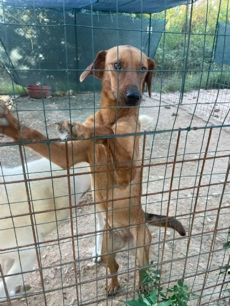 CHI ADOTTA LA SIMPATICA ELSA | Foto 3