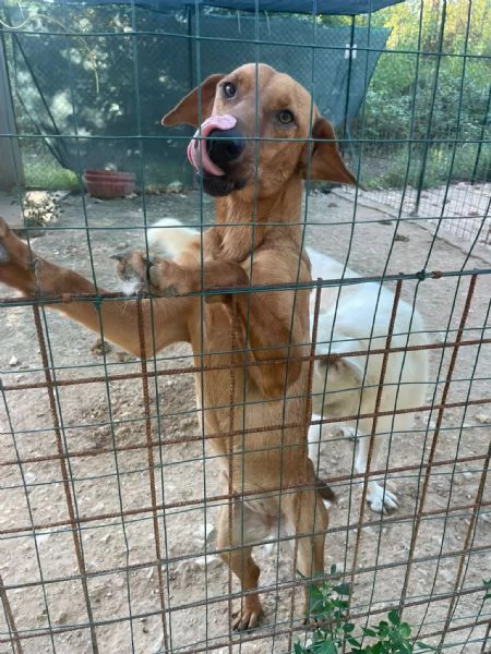 CHI ADOTTA LA SIMPATICA ELSA | Foto 0