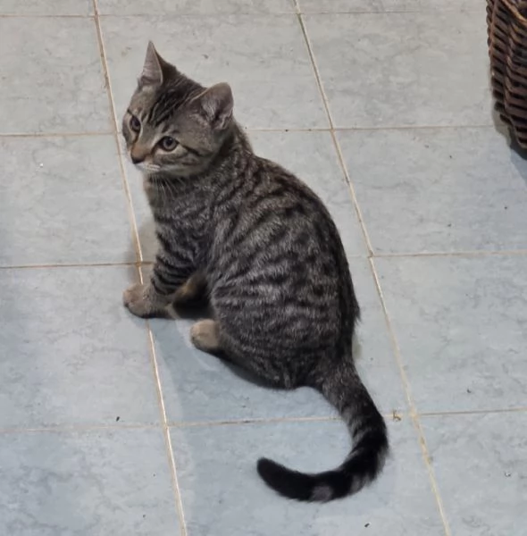 NOAH TENERO GATTINO | Foto 0