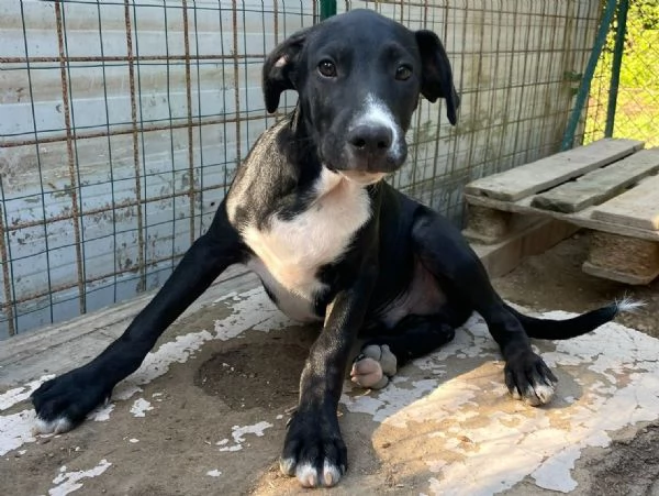 SOS SOS DOLCE THOR | Foto 1