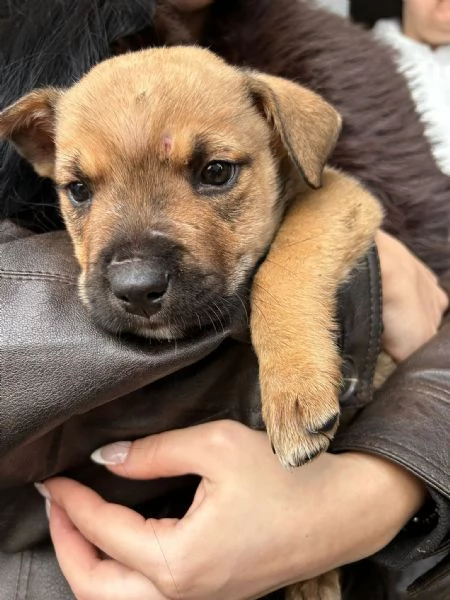 MUFFIN E CHOCO | Foto 5