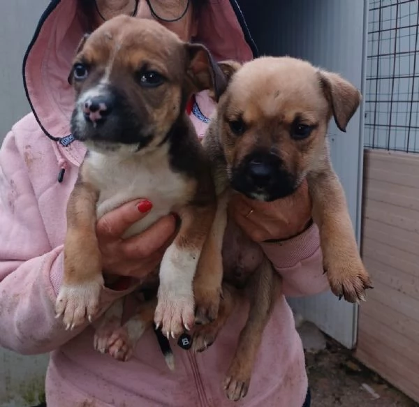 MUFFIN E CHOCO | Foto 1