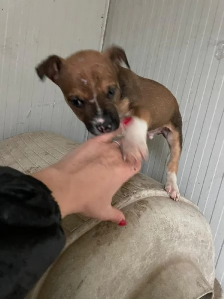 MUFFIN E CHOCO | Foto 0