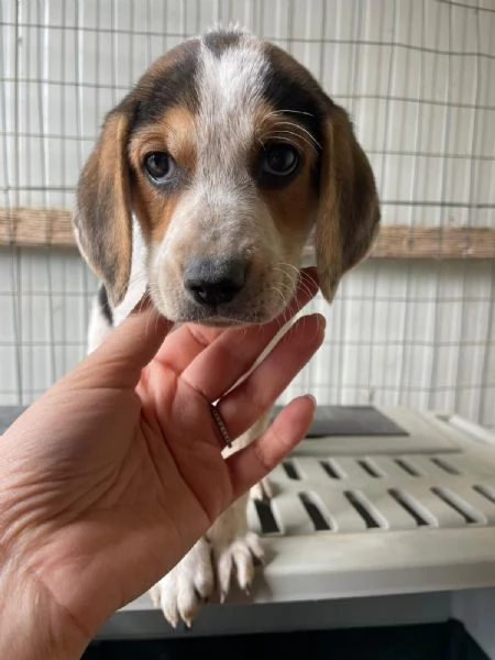 TENERE SORELLINE MIX SEGUGINE | Foto 3