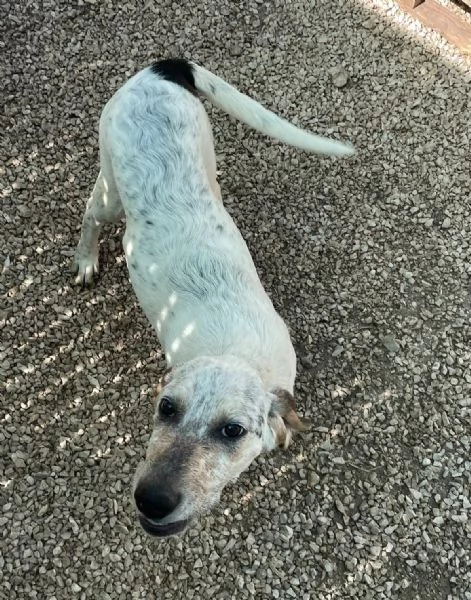 PENNY E SIRYA MIX SEGUGINE | Foto 4
