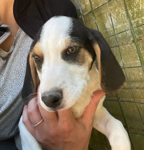 TENERE SORELLINE MIX SEGUGINE | Foto 4