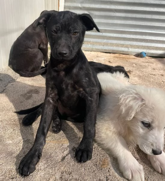 SOS SOS SIMON DOLCE SIMIL LABRADORINO | Foto 3