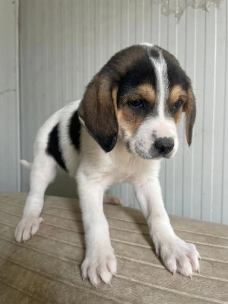 SOS SOS ELETTRA | Foto 4