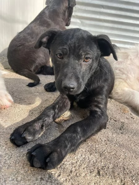 SOS SOS SIMON DOLCE SIMIL LABRADORINO | Foto 1