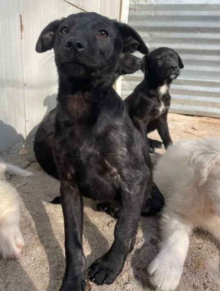 SOS SOS SIMON DOLCE SIMIL LABRADORINO | Foto 0