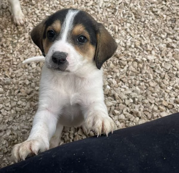 SOS SOS ELETTRA | Foto 3