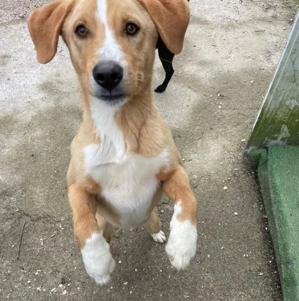 IL SIMPATICO E BELLISSIMO OLIVER | Foto 6