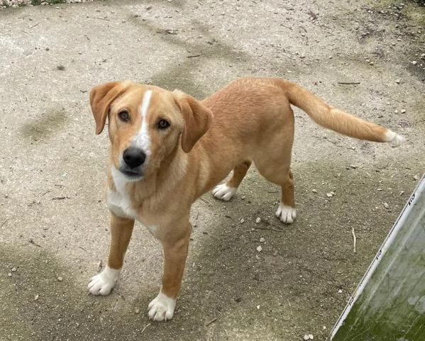 IL SIMPATICO E BELLISSIMO OLIVER | Foto 5