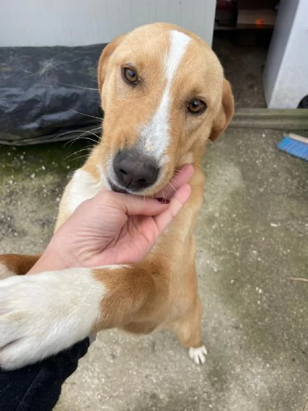 IL SIMPATICO E BELLISSIMO OLIVER | Foto 4