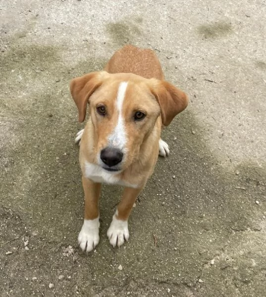 IL SIMPATICO E BELLISSIMO OLIVER | Foto 3