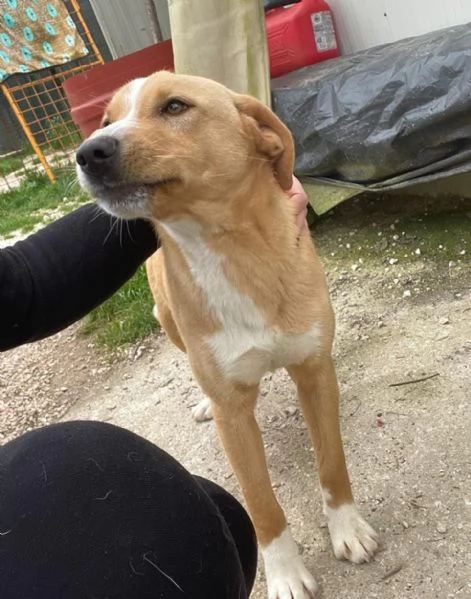 IL SIMPATICO E BELLISSIMO OLIVER | Foto 0