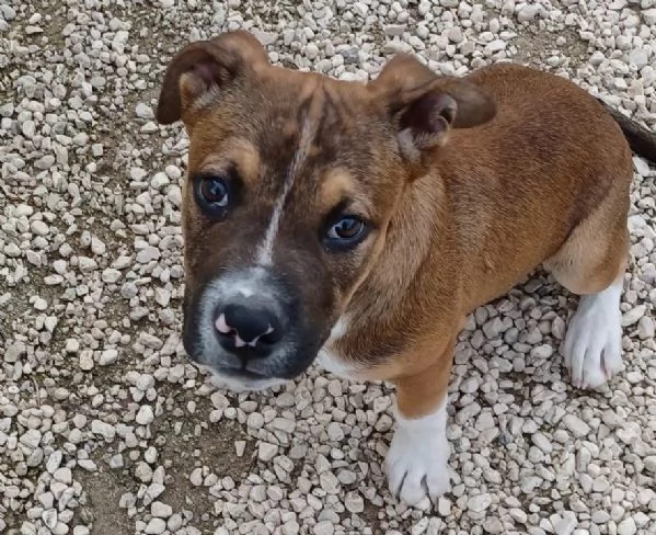 CHOCO DOLCISSIMO PITT | Foto 6