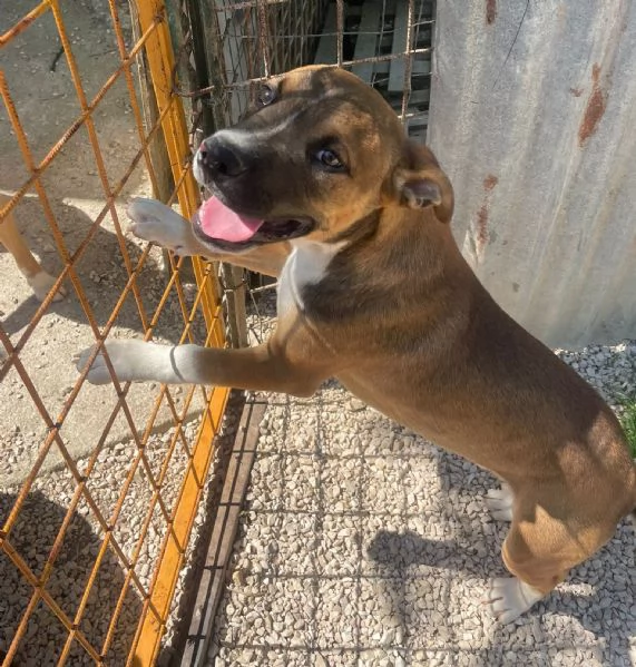 CHOCO DOLCISSIMO PITT | Foto 4