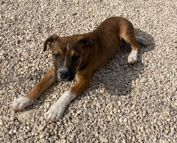 CHOCO DOLCISSIMO PITT | Foto 2