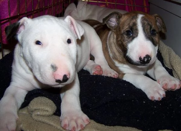 cuccioli di bull terrier miniatura