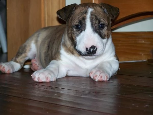 cuccioli di bull terrier miniatura | Foto 0
