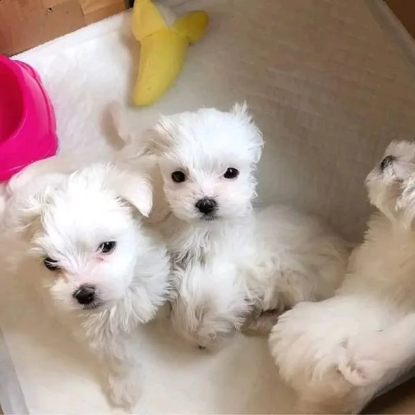 cuccioli di maltese mini toy