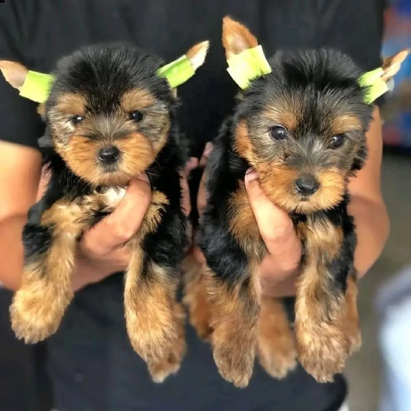 yorkshire cuccioli