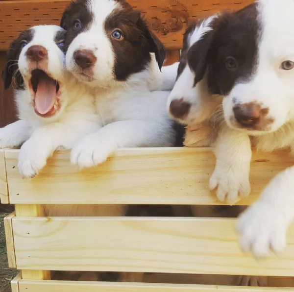 Regalo cucciolo Border Collie da Privato a Terni due cuccioli di border