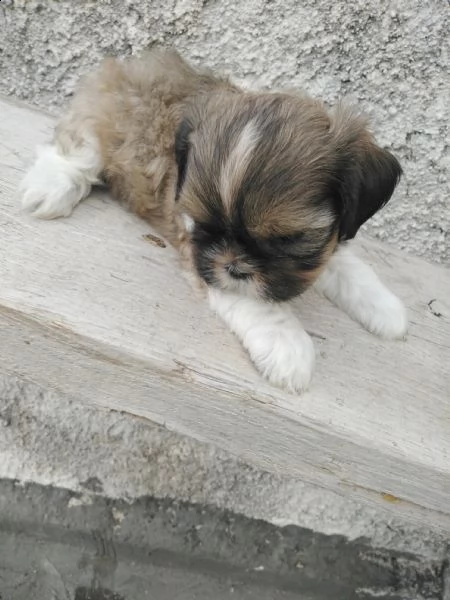 cuccioli scitzzu 
