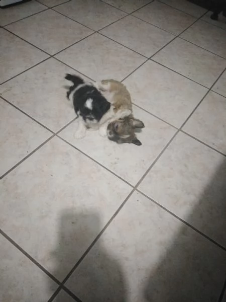 cuccioli scitzzu  | Foto 1
