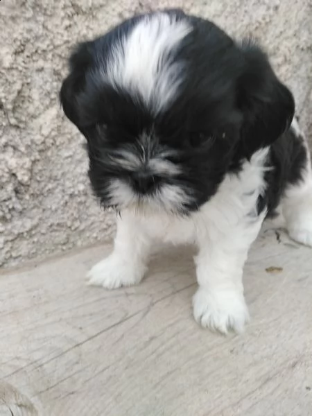cuccioli scitzzu  | Foto 0
