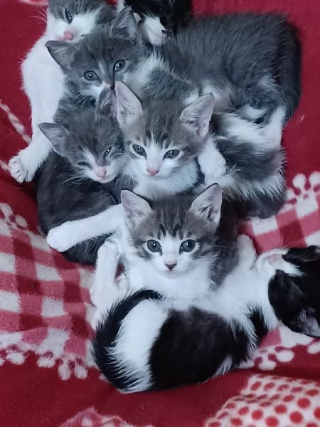 regalo cuccioli di gattini  | Foto 0