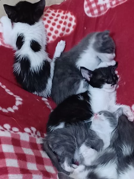 regalo cuccioli di gattini 