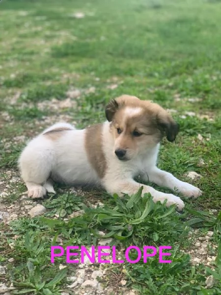 cuccioli di taglia medio piccola in adozione  | Foto 5