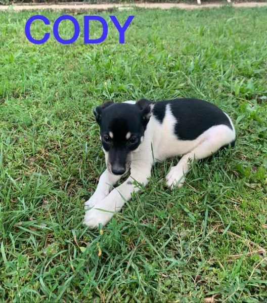 cuccioli di taglia medio piccola in adozione  | Foto 4