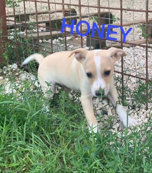 cuccioli di taglia medio piccola in adozione  | Foto 3