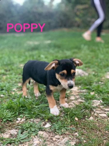 cuccioli di taglia medio piccola in adozione  | Foto 2