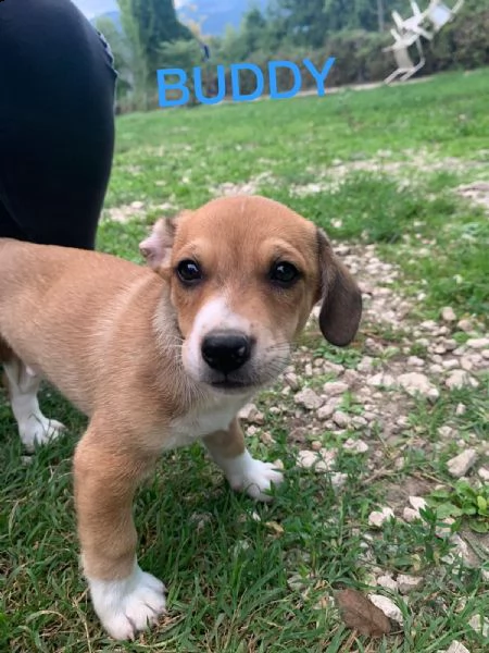cuccioli di taglia medio piccola in adozione  | Foto 1