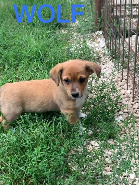 cuccioli di taglia medio piccola in adozione  | Foto 0