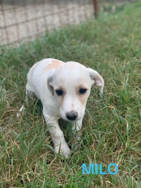 cuccioli di taglia medio piccola in adozione 