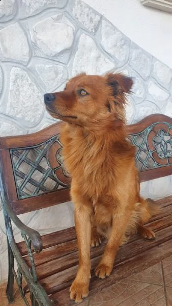 cagnolino di piccola taglia | Foto 1