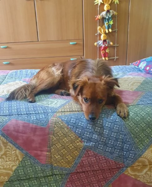 cagnolino di piccola taglia | Foto 0
