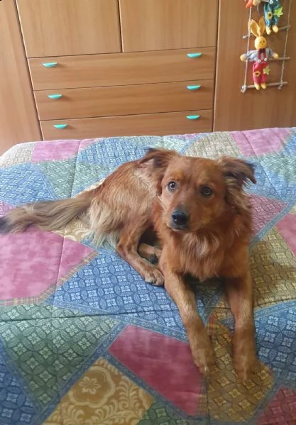 cagnolino di piccola taglia