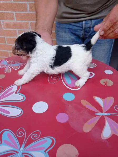 cuccioli fox terrier | Foto 6
