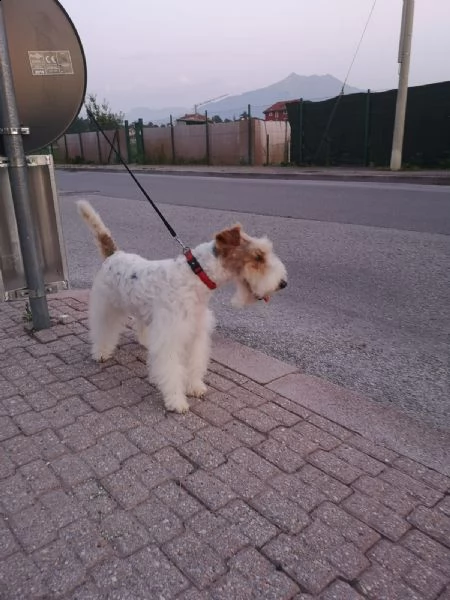 cuccioli fox terrier | Foto 5
