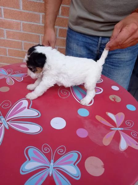 cuccioli fox terrier | Foto 4