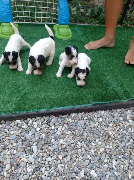 cuccioli fox terrier | Foto 3