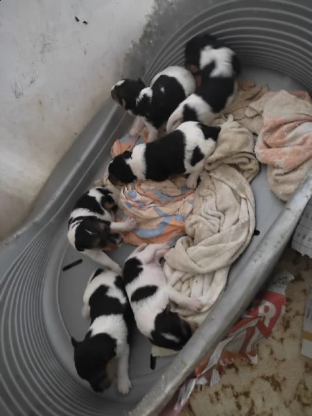 cuccioli fox terrier