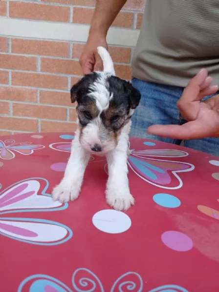 cuccioli fox terrier | Foto 1